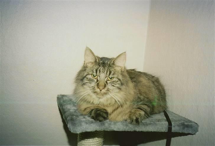 Norsk Skovkat Eigil   *Forsvundet* - Her oppe kan man ligge i fred og slappe af. billede 1