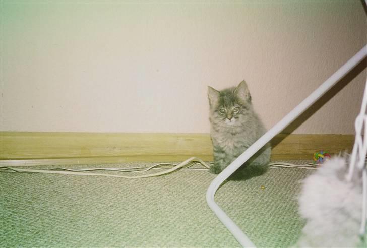 Norsk Skovkat Eigil   *Forsvundet* - Her er han en lille uldtot ;) billede 2