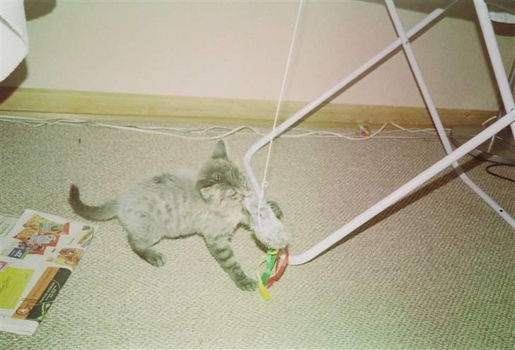 Norsk Skovkat Eigil   *Forsvundet* - Hans ynglingslegetøj det første ½ år. billede 3