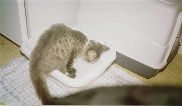 Norsk Skovkat Eigil   *Forsvundet* - Elsker at lege med vand i baljen ;p billede 4