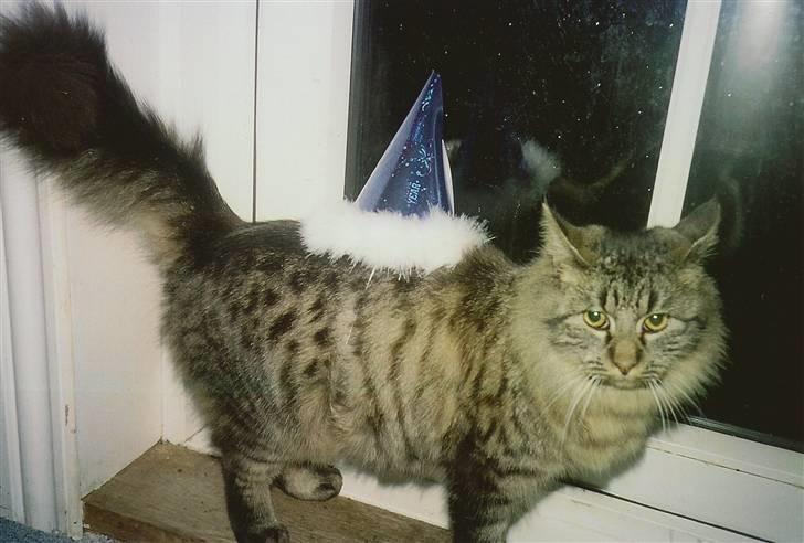 Norsk Skovkat Eigil   *Forsvundet* - Nytårs aften 2006/2007 billede 5