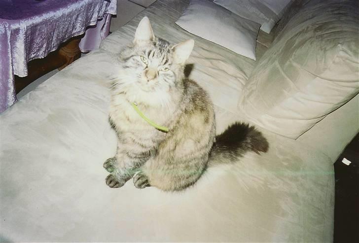 Norsk Skovkat Eigil   *Forsvundet* billede 6