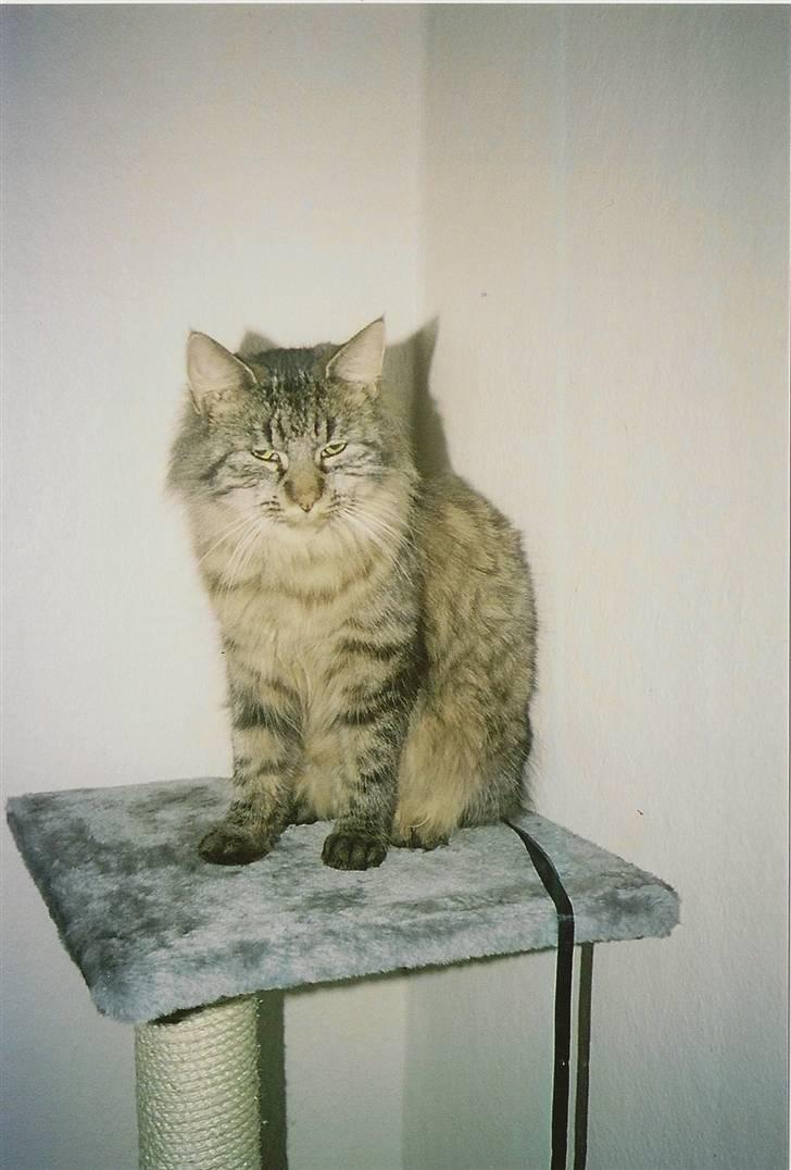 Norsk Skovkat Eigil   *Forsvundet* billede 7