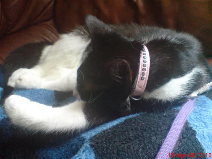 Huskat Miss Black Mystic <3 R.I.P :'( billede 9