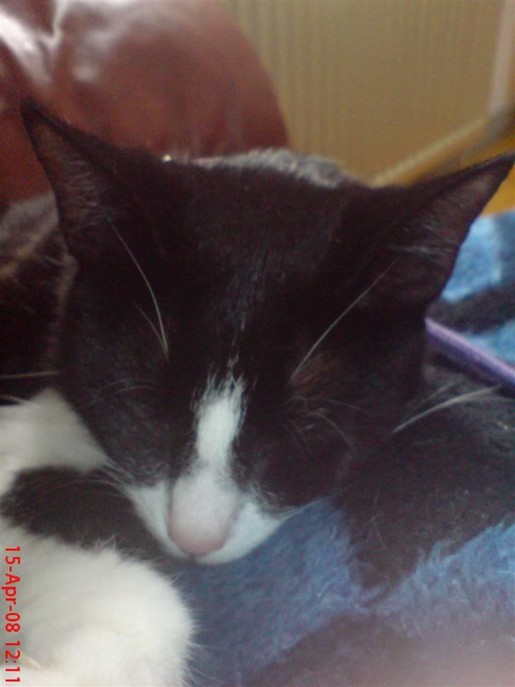 Huskat Miss Black Mystic <3 R.I.P :'( billede 10