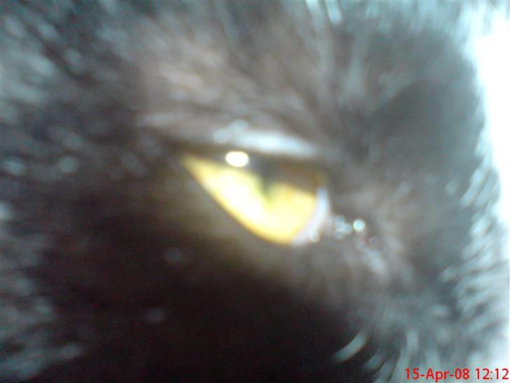 Huskat Miss Black Mystic <3 R.I.P :'( billede 11