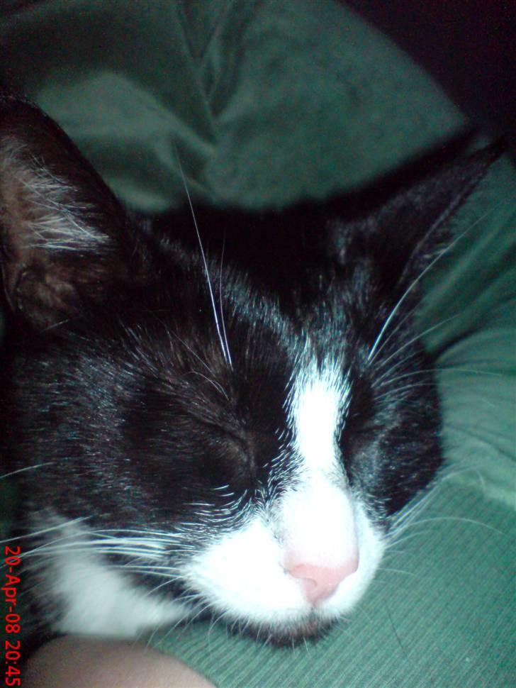 Huskat Miss Black Mystic <3 R.I.P :'( billede 12