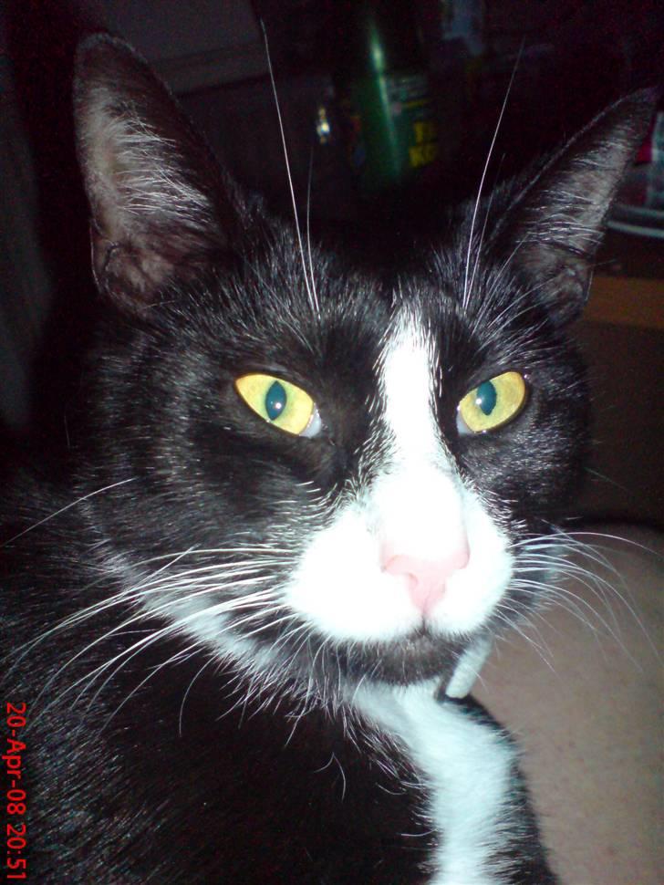 Huskat Miss Black Mystic <3 R.I.P :'( billede 13