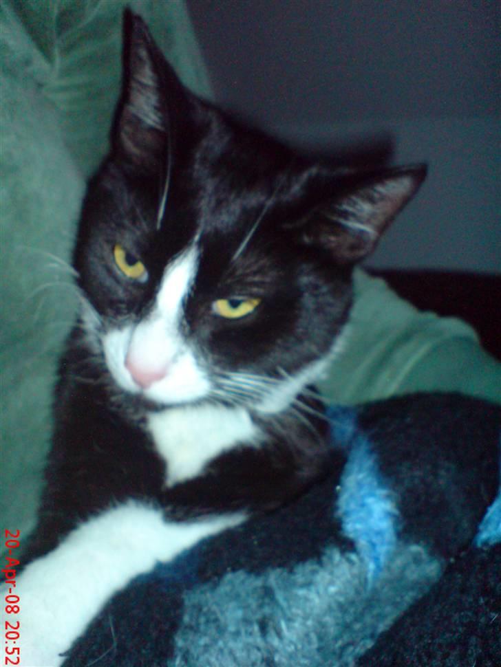 Huskat Miss Black Mystic <3 R.I.P :'( billede 14