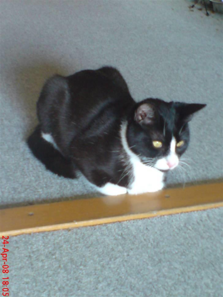 Huskat Miss Black Mystic <3 R.I.P :'( billede 15