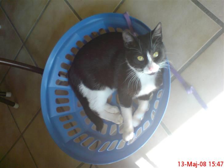 Huskat Miss Black Mystic <3 R.I.P :'( billede 16