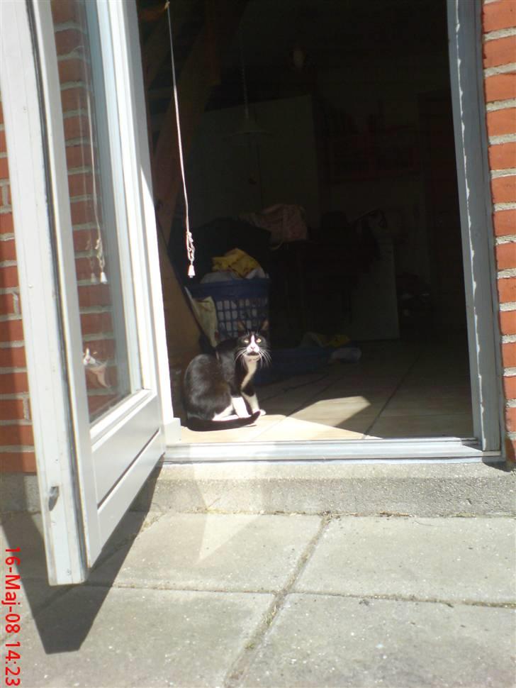 Huskat Miss Black Mystic <3 R.I.P :'( billede 17