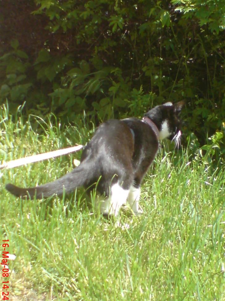 Huskat Miss Black Mystic <3 R.I.P :'( billede 18