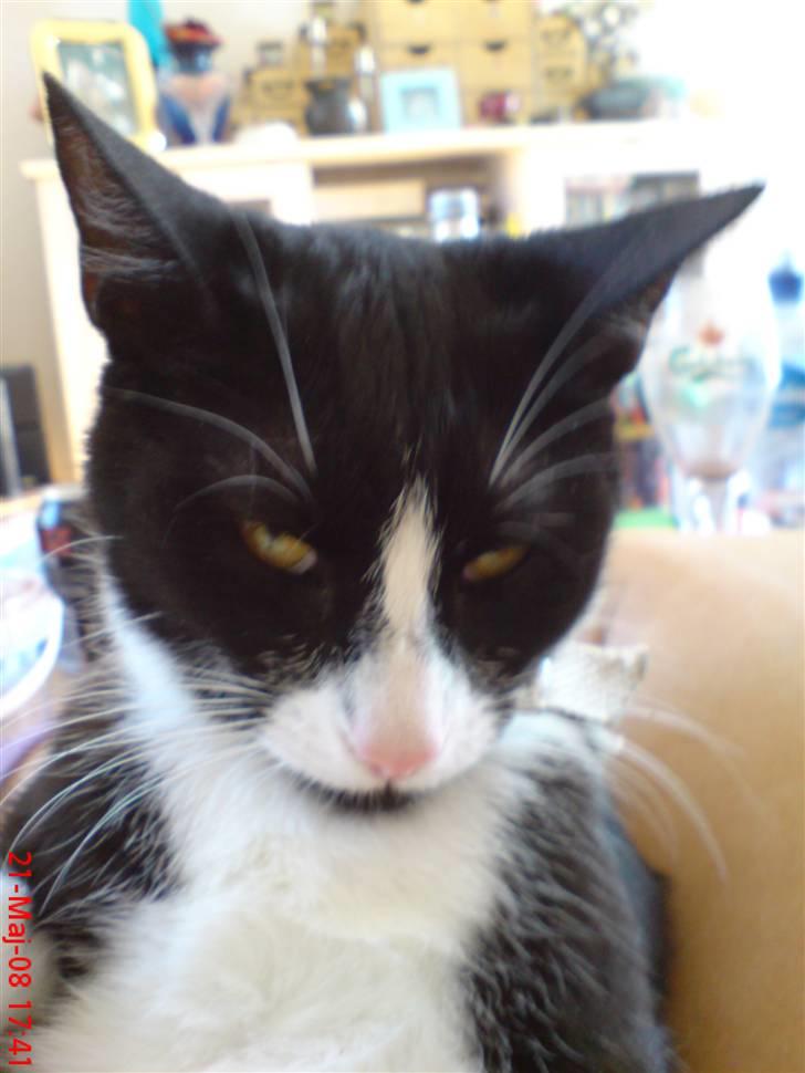 Huskat Miss Black Mystic <3 R.I.P :'( billede 19