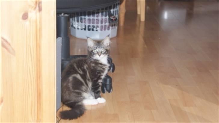 Maine Coon  skovlycoon amadeus - sagde du noget billede 1