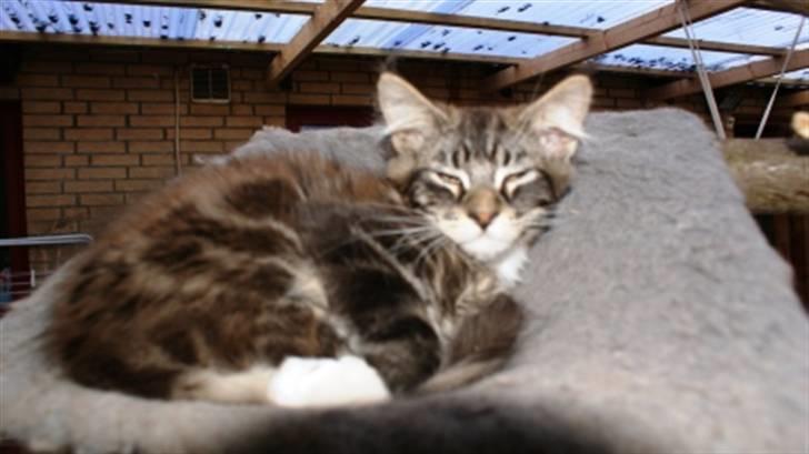 Maine Coon  skovlycoon amadeus - liger lige og tager en bette lur billede 2