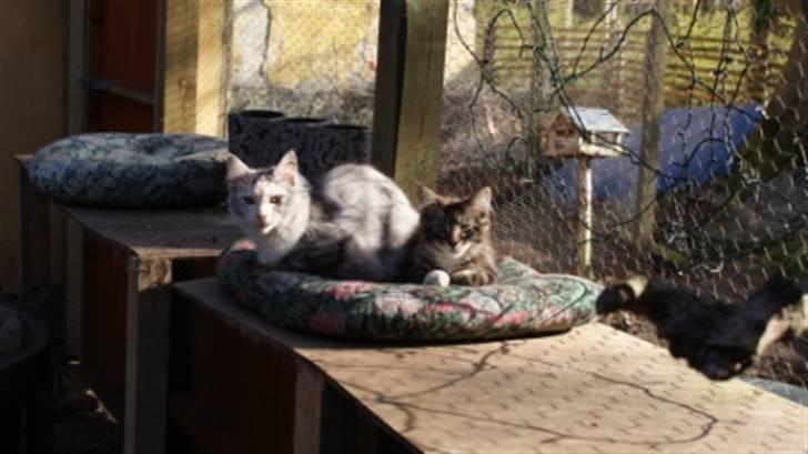 Maine Coon  skovlycoon amadeus - ligger og putter samme med imperial girl billede 3