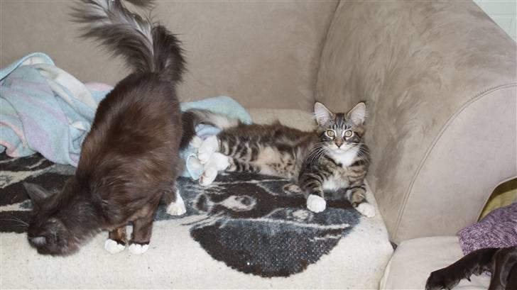 Maine Coon  skovlycoon amadeus - skrid mor billede 4