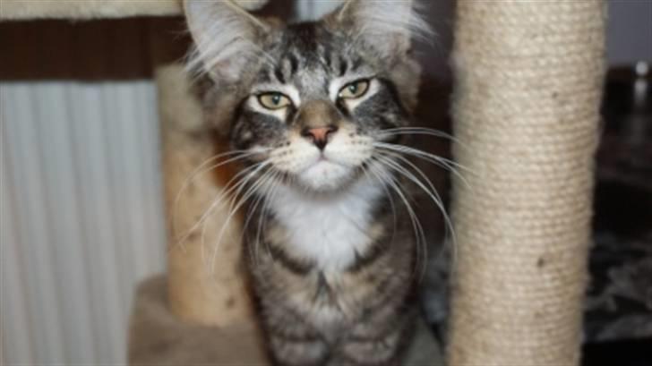 Maine Coon  skovlycoon amadeus - har du noget til mig billede 5