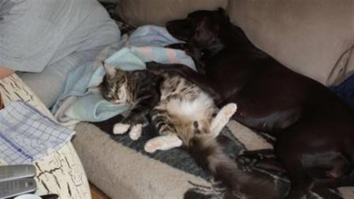 Maine Coon  skovlycoon amadeus - lufter lige min fremtid billede 6