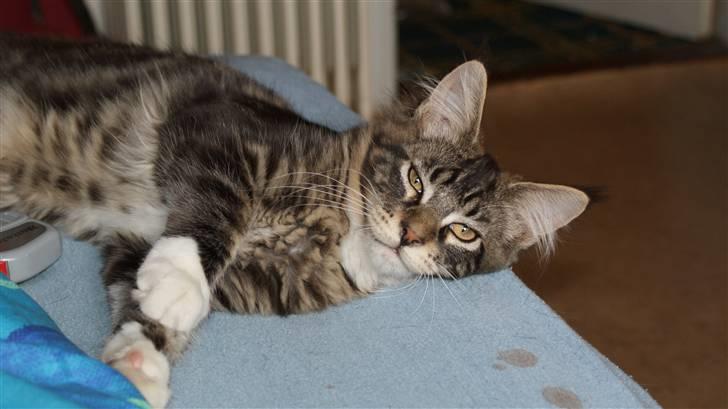 Maine Coon  skovlycoon amadeus - jeg er dejlig og jeg ved det  billede 7