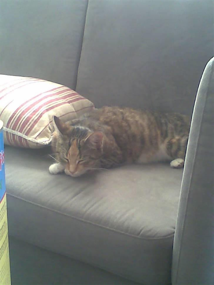 Huskat Vilma - Den store mave er hård at slæbe rundt på, man bliver så træt billede 10