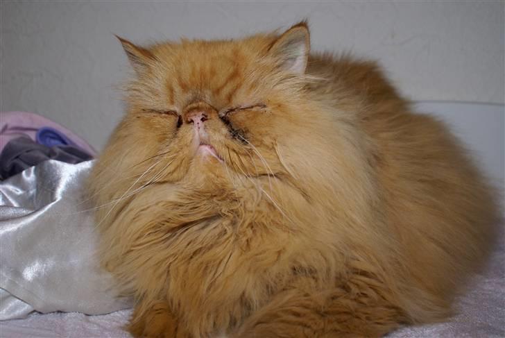 Perser Gismo - 1# billede 1