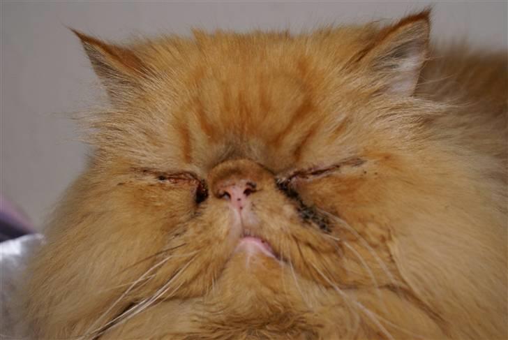 Perser Gismo - 2# billede 2