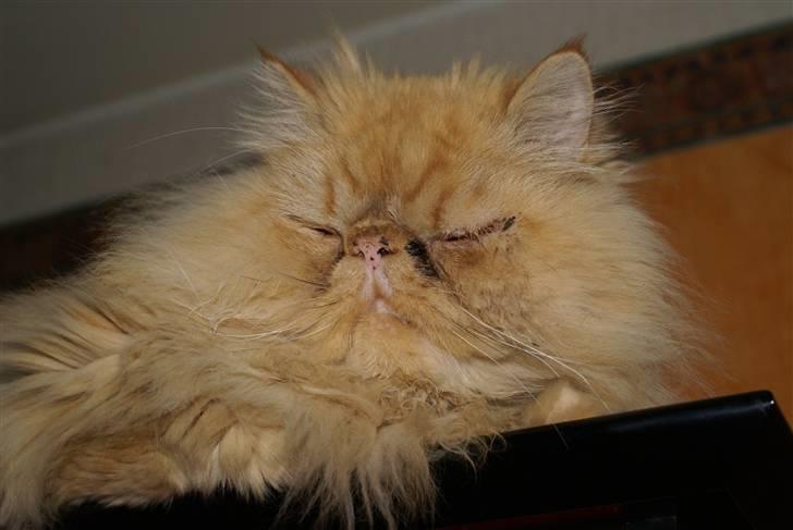 Perser Gismo - 3# billede 3