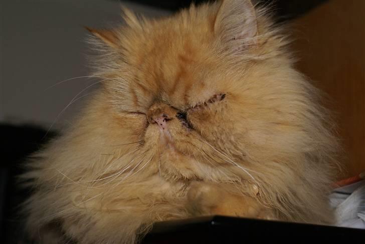 Perser Gismo - 4# billede 4