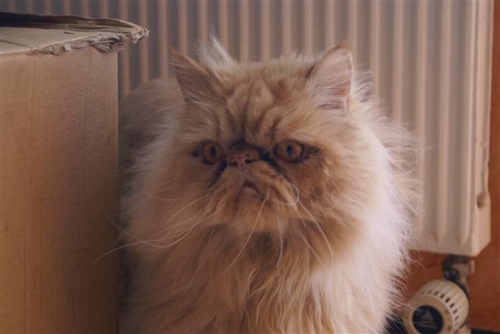 Perser Gismo - 5# billede 5