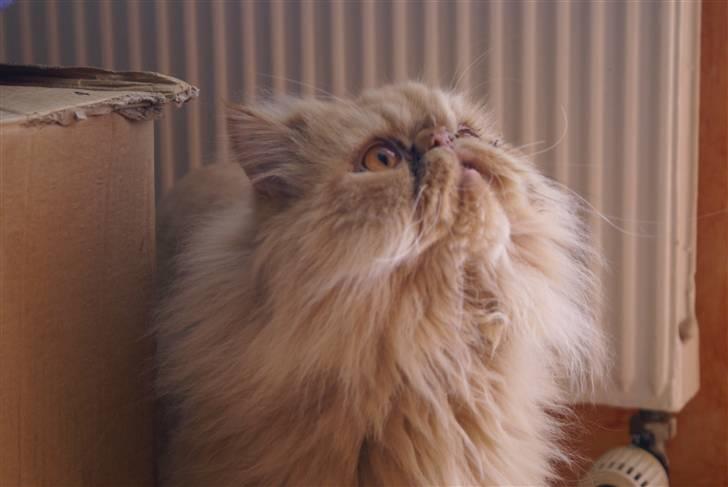 Perser Gismo - 6# billede 6