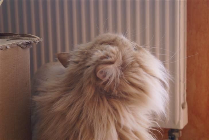 Perser Gismo - 7# billede 7