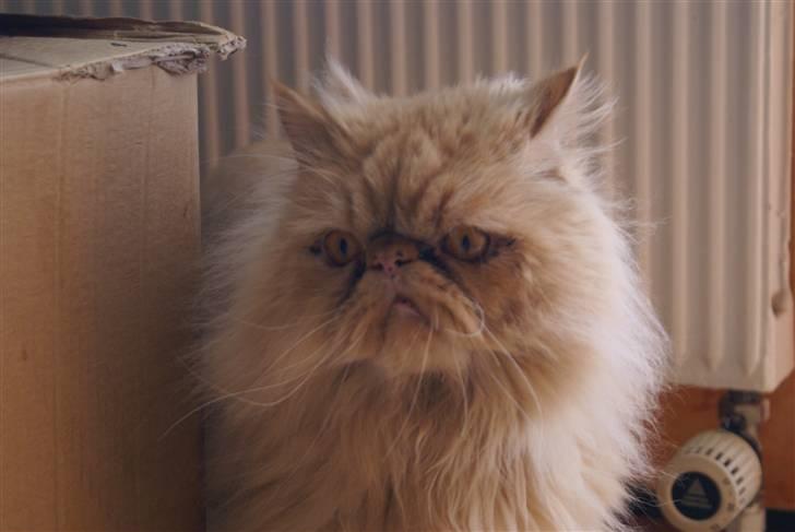 Perser Gismo - 8# billede 8