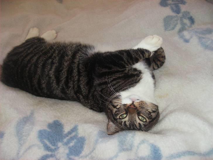 Huskat Mickey billede 8