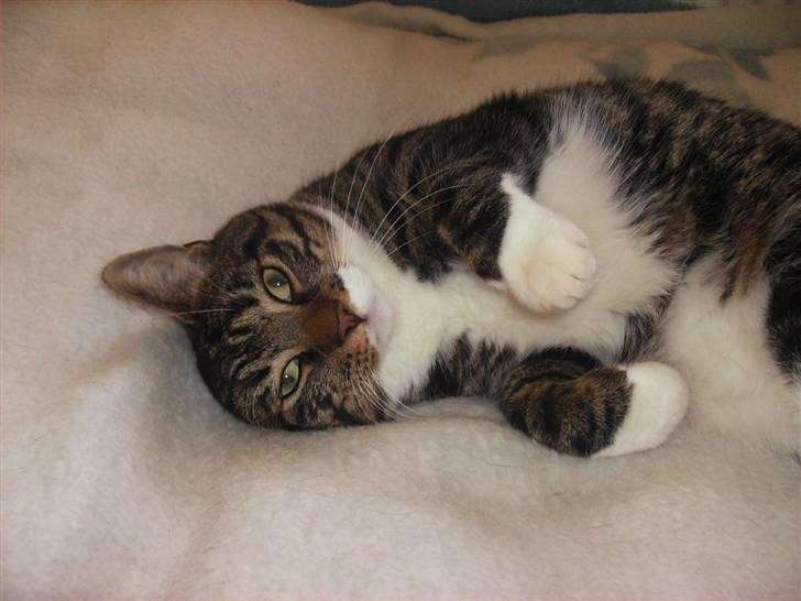 Huskat Mickey billede 9