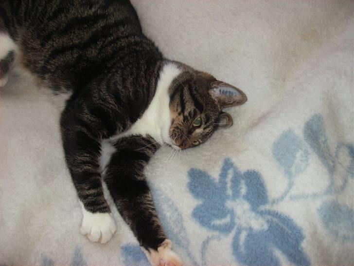 Huskat Mickey billede 10