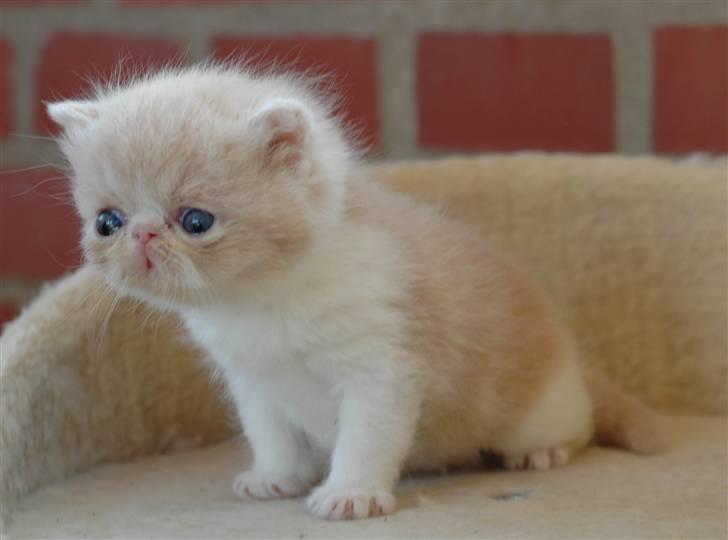 Exotic G.I.C. Tango - Tangos søn knap 3 uger gammel billede 12