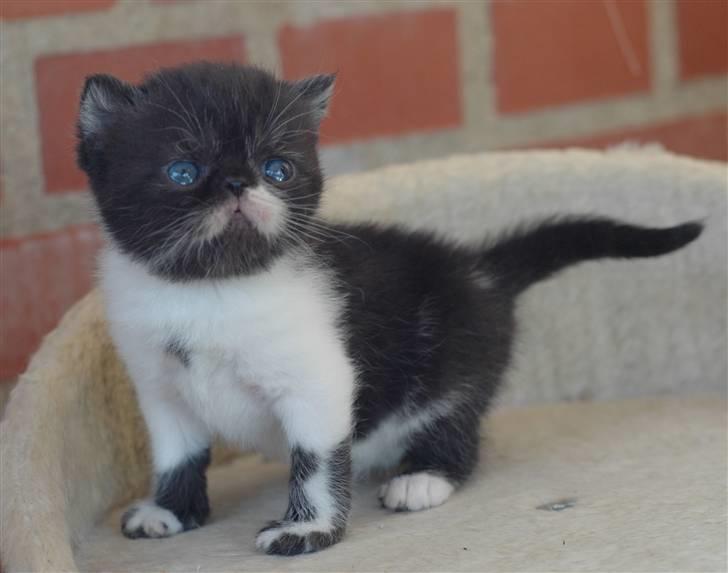 Exotic G.I.C. Tango - Tangos datter knap 3 uger gammel billede 13