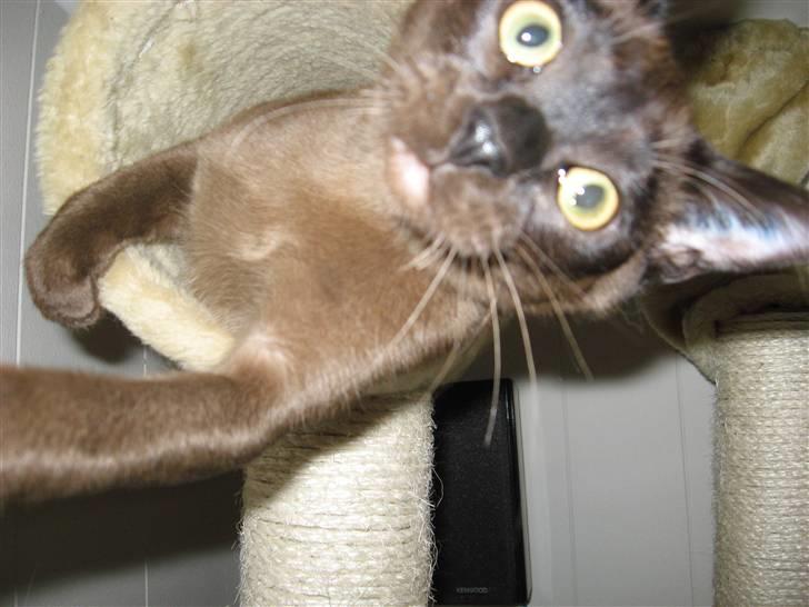 Burmeser Halo billede 13