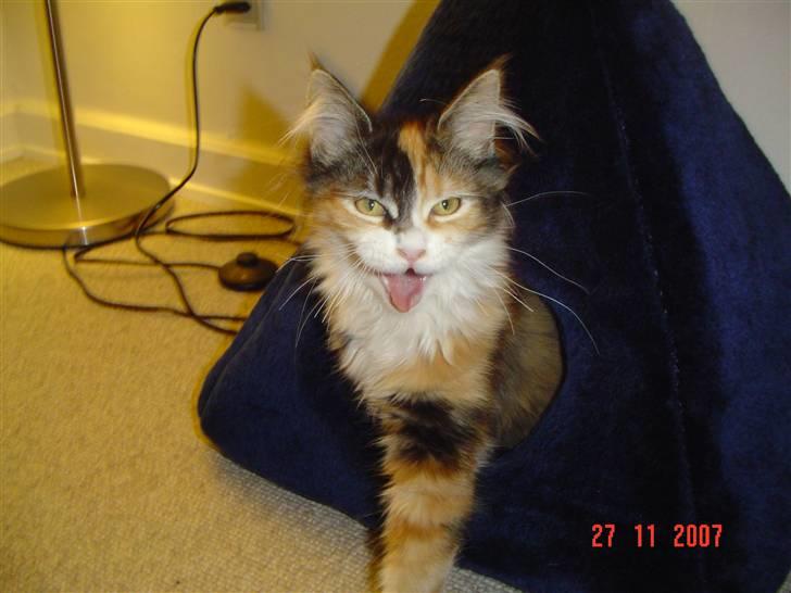 Maine Coon Sally R.I.P billede 13