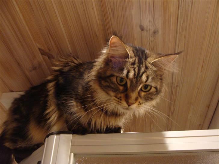 Maine Coon Sille RIP billede 18