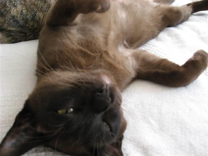 Burmeser Halo billede 14