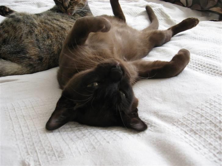 Burmeser Halo billede 15