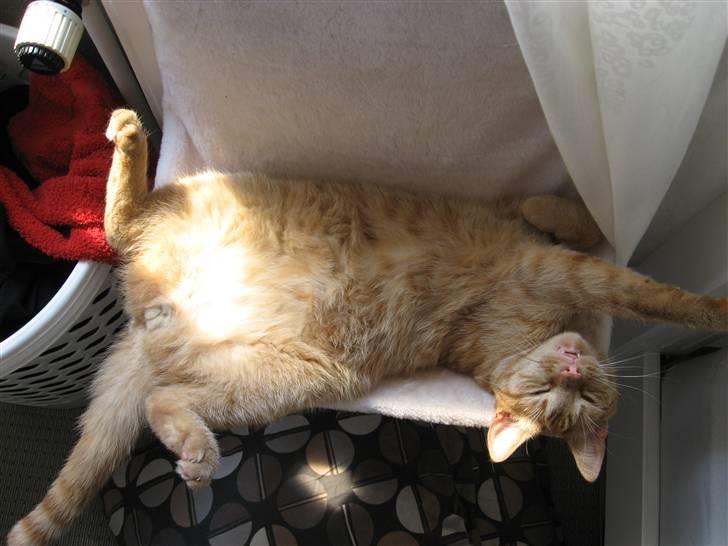 Huskat max billede 14