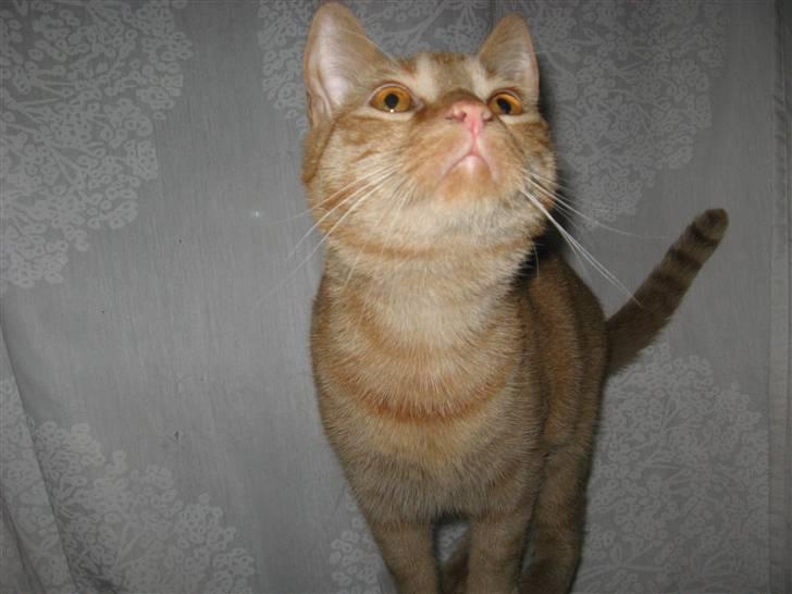 Huskat max billede 15