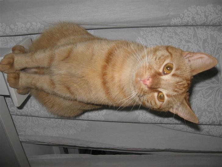 Huskat max billede 16