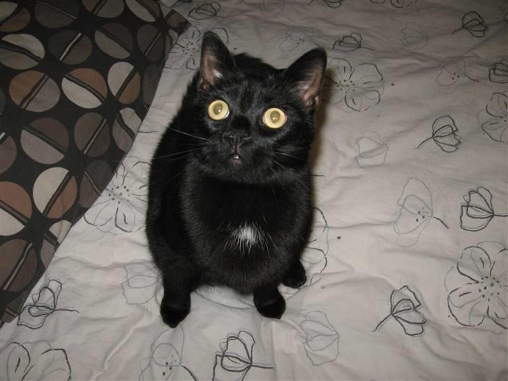 Huskat Pepsi billede 16