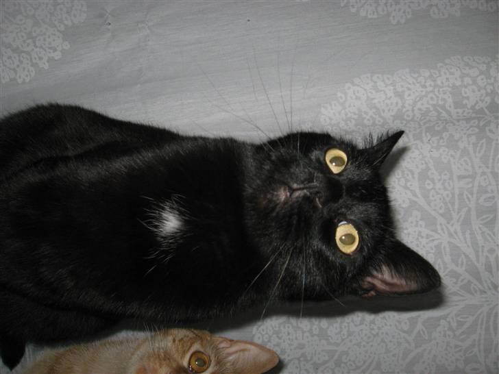 Huskat Pepsi billede 17