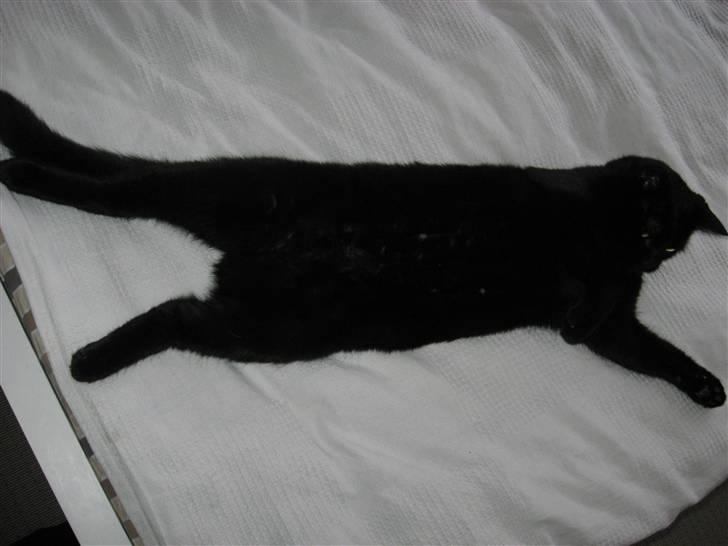 Huskat Pepsi billede 18